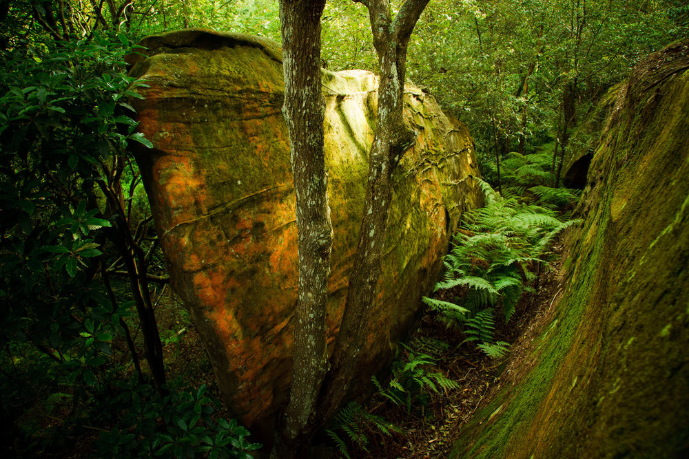 Batten-Reserve-Lane-Cove_0143.jpg