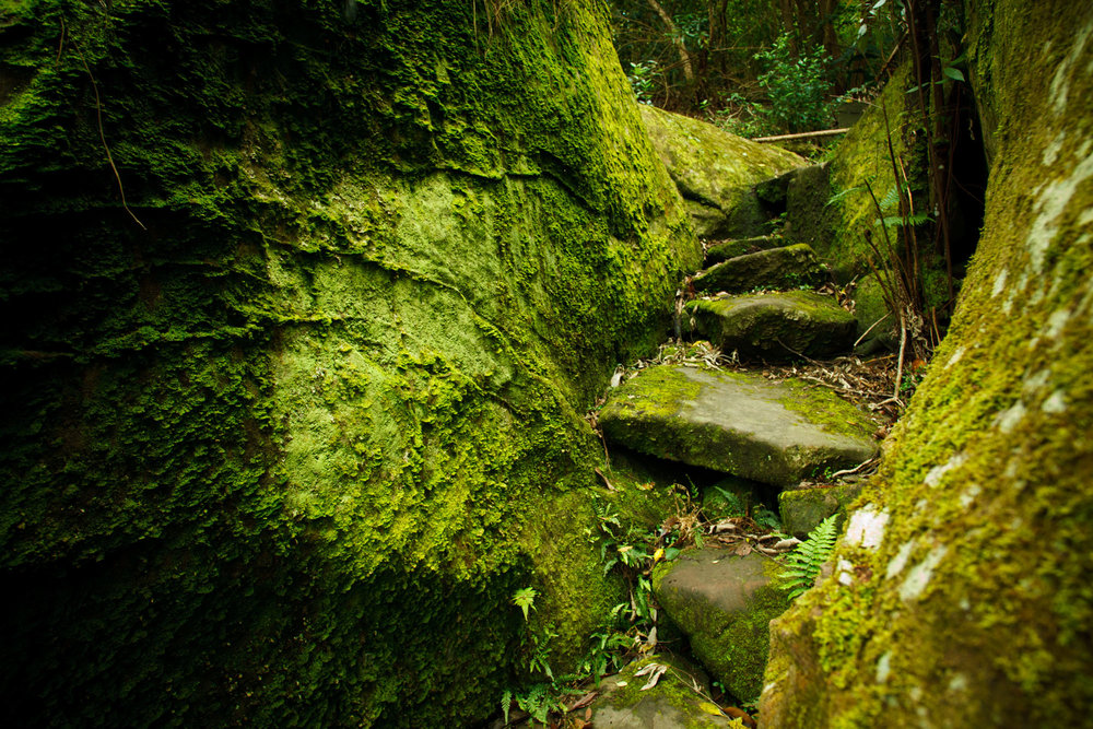 Batten-Reserve-Lane-Cove_0136.jpg