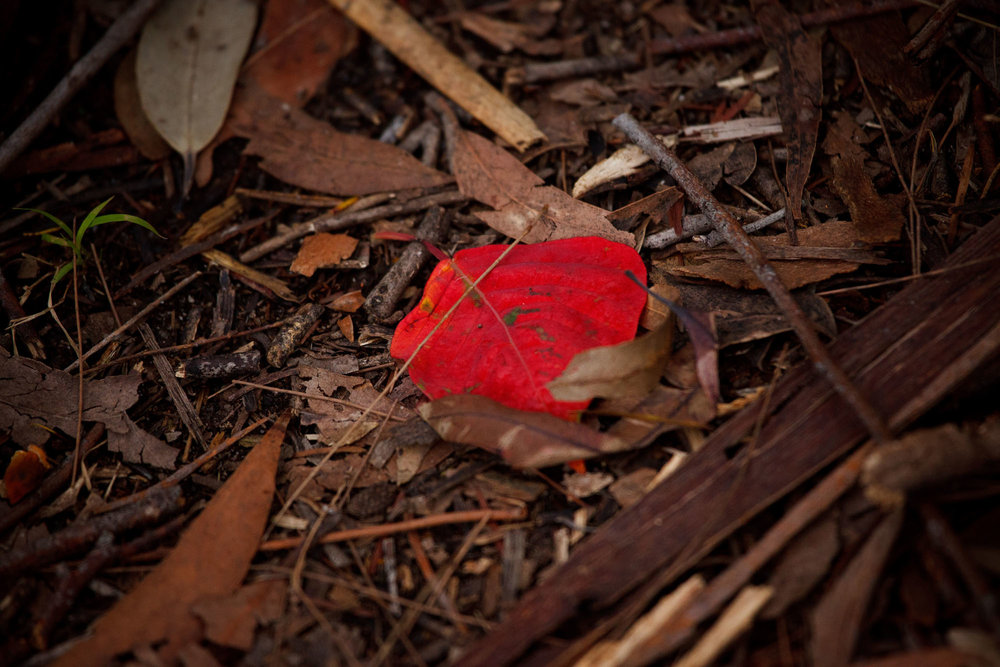 Batten-Reserve-Lane-Cove_0188.jpg