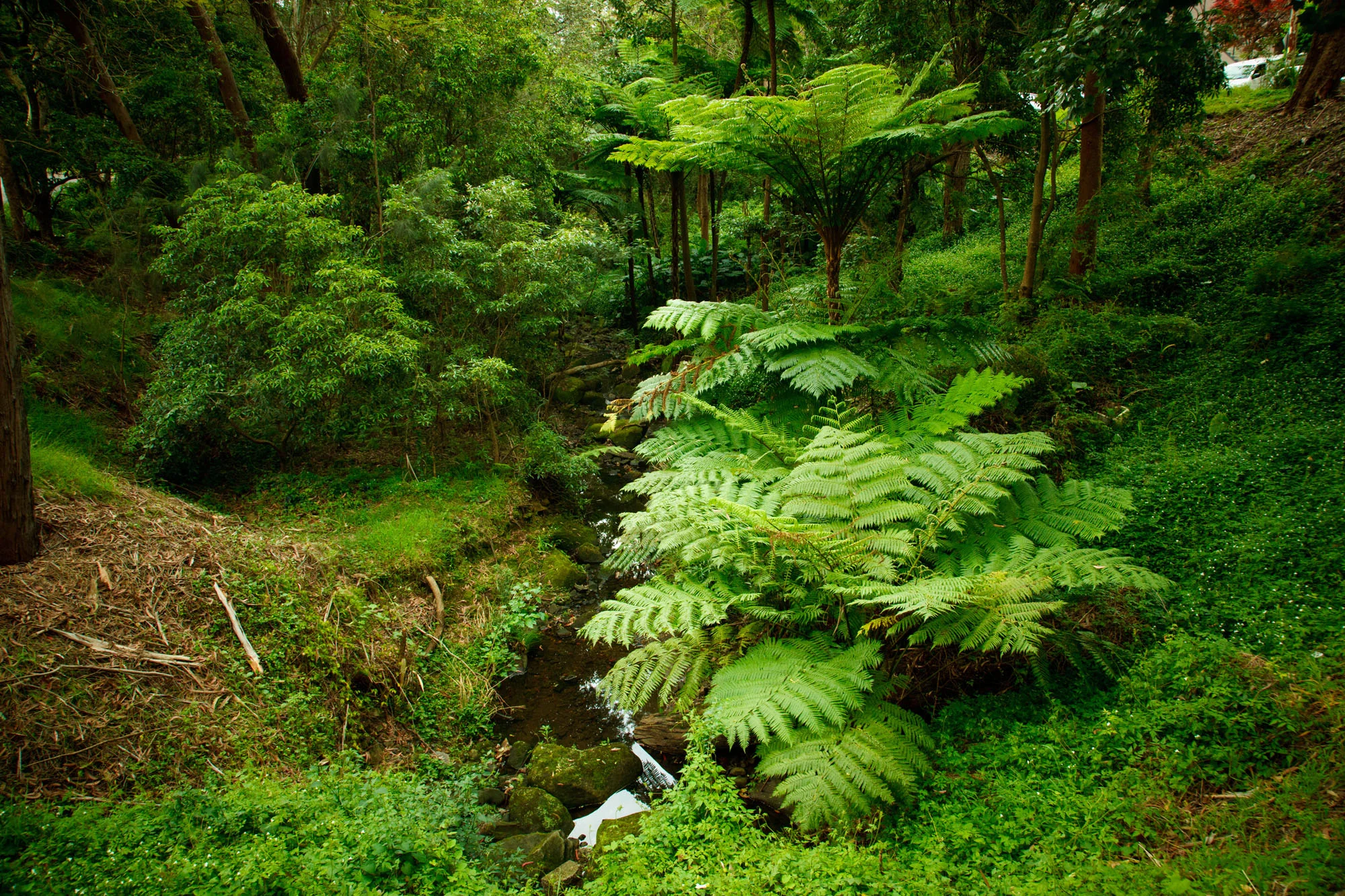 Batten-Reserve-Lane-Cove_0195.jpg