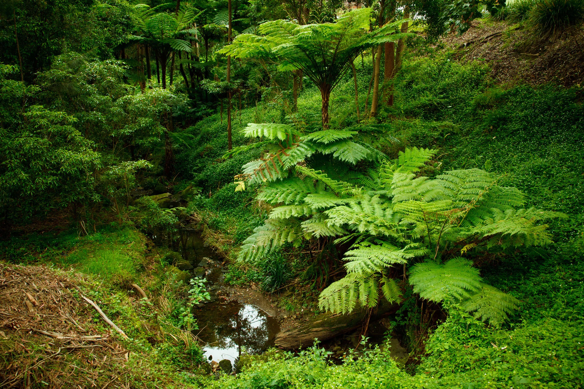 Batten-Reserve-Lane-Cove_0201.jpg