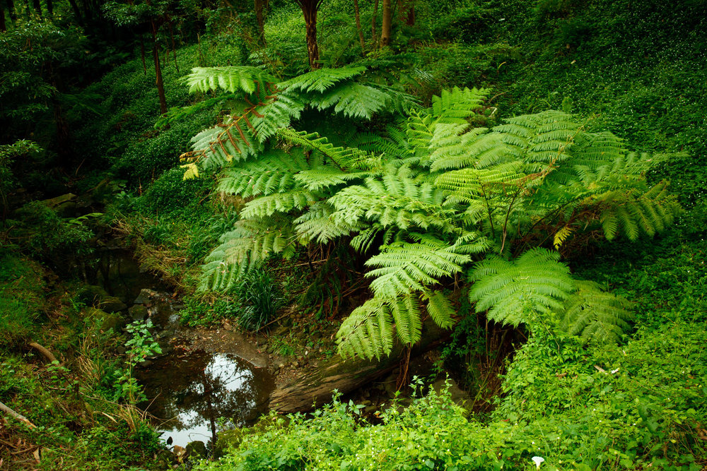 Batten-Reserve-Lane-Cove_0206.jpg