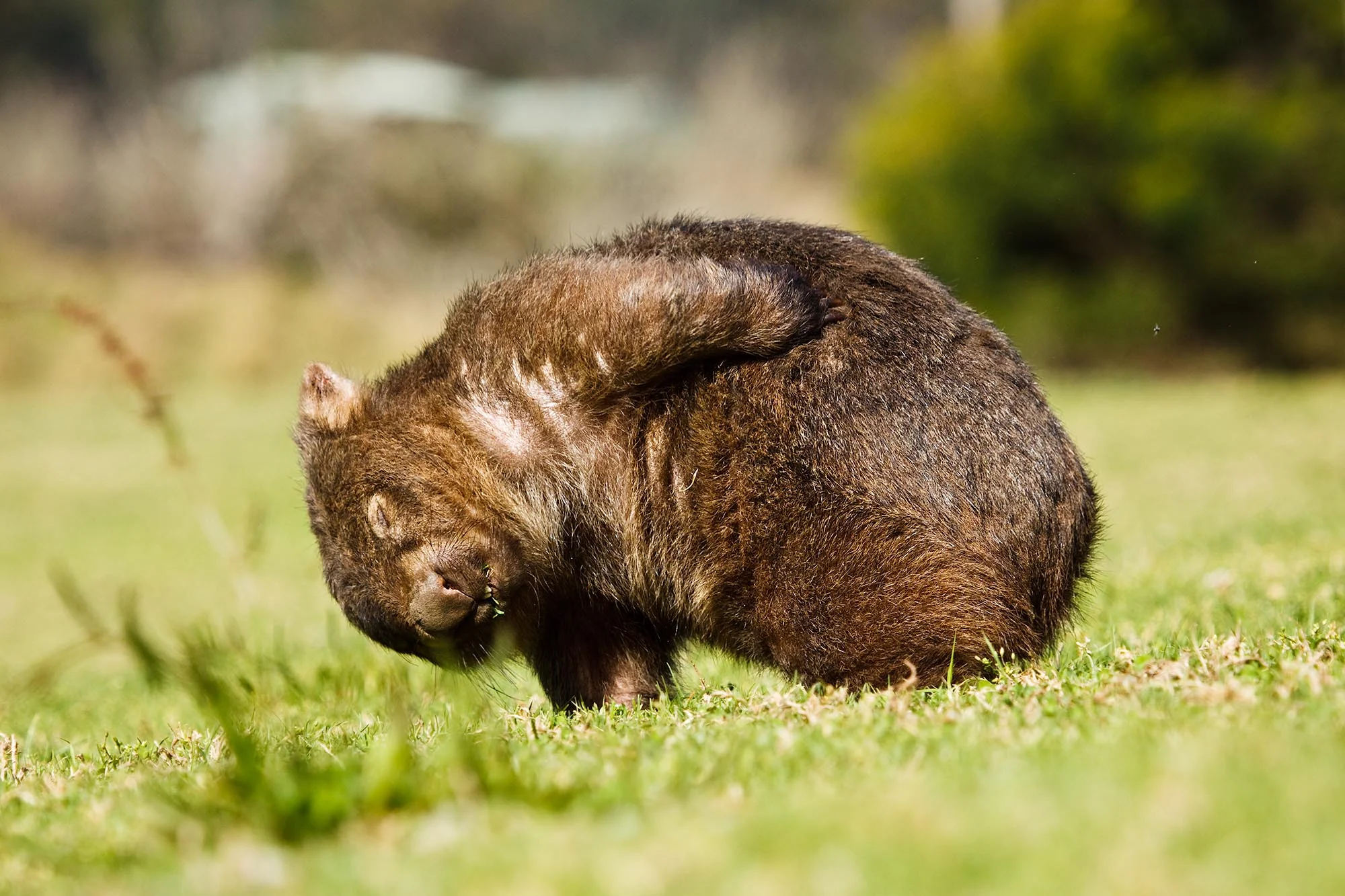 Wombat Scratching
