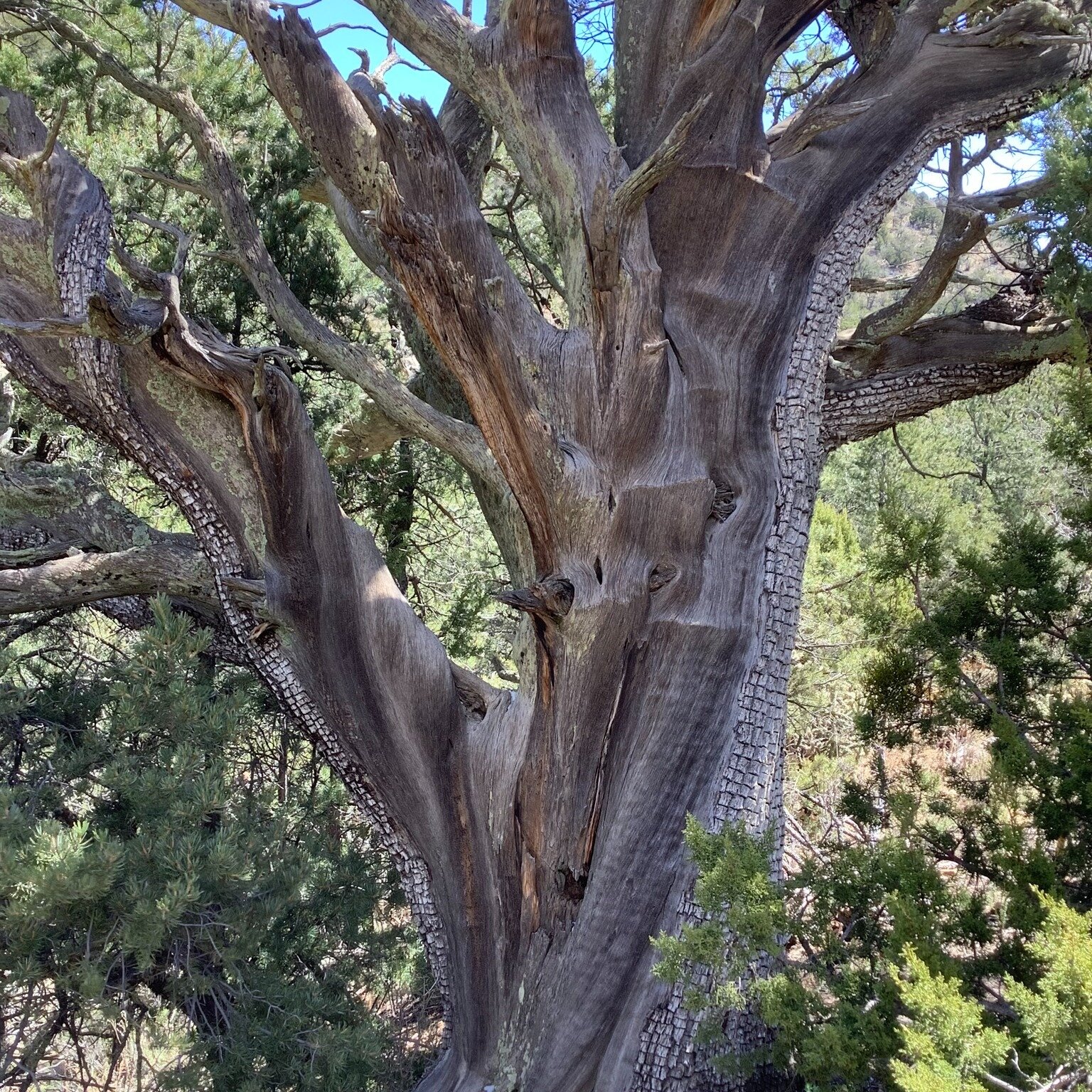 North Fork of Water Canyon, Magdalena Mountains (Class 2). Led by NMMC Hike Section Leader Jane B. #newmexicomountainclub #newmexicohiking #hikenewmexico #adventurenewmexico #offtrailnewmexico #watercanyonnm #nmhikinggroup