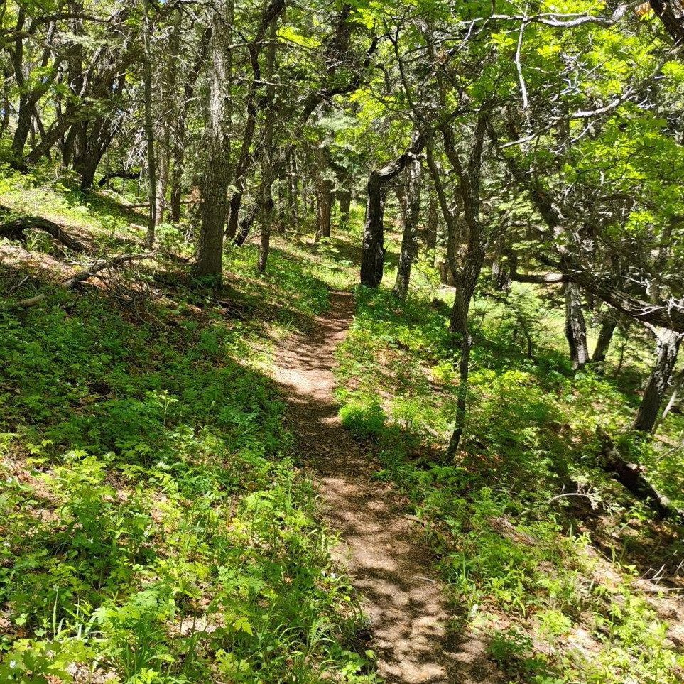 Cienega-Tree Spring Loop (Class 2+) led by NMMC Hike Section Trip Leader Beth. 

#nmmc #nmmountainclub #nmhiking #hmhikingclub #nnmtrue #nmexploring #nmadventure #hikinggroupnm #hikewithfriendsnm #hikinglife #sandiasnm #albuquerquenm #Sandias #hikene