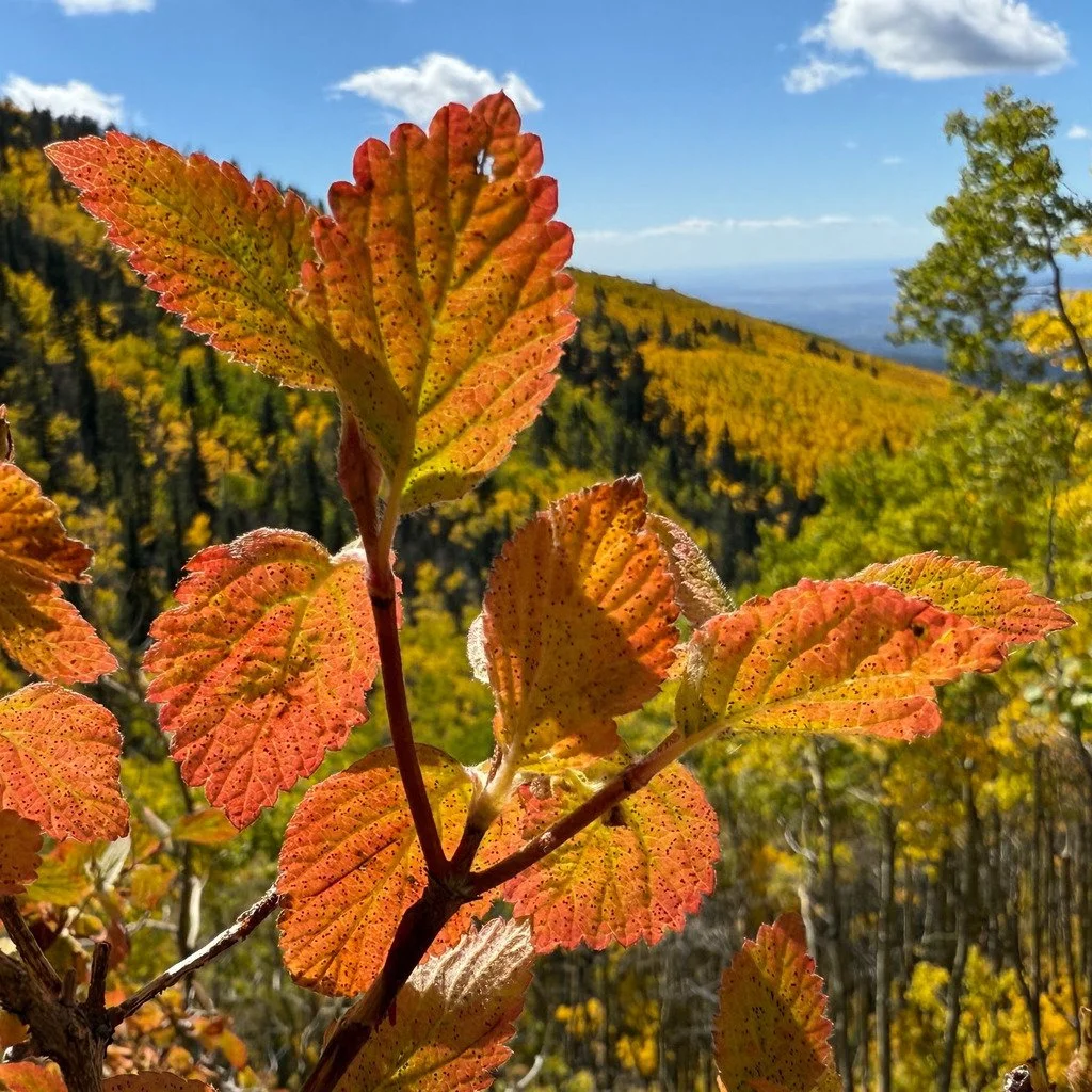 Chasing Gold: Sandia Peak Overlooks (Class 3E) led by NMMC Hike Section Trip Leader Doug F.

#sandiamountains #sandiapeakoverlooks #sandiapeak #fallcolors #nmmc #nmmountainclub #nmhiking #hmhikingclub #nnmtrue #nmexploring #nmadventure #hikinggroupnm