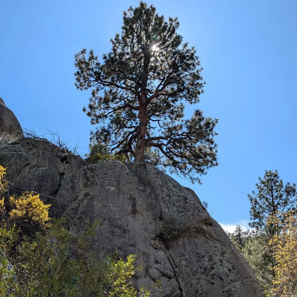 Medallion Hike #10 - TWA (Class 2) led by NMMC Hike Section Trip Leaders Robert E. and Jennifer B.

#sandiamountains #medalliontree #medalliontrees #twaflight260  #nmmc #nmmountainclub #nmhiking #hmhikingclub #nnmtrue #nmexploring #nmadventure #hikin