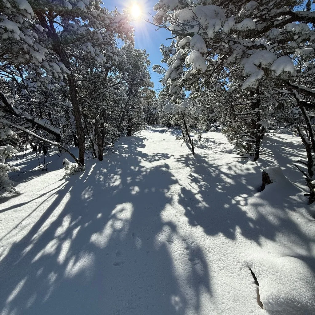 BirdHouse Ridge Loop (Class 2) led by NMMC Hike Section Trip Leader Susan R. 

#cibolanationalforest #birdhouseridge #nmmc #nmmountainclub #nmhiking #hmhikingclub #nnmtrue #nmexploring #nmadventure #hikinggroupnm #hikewithfriendsnm #hikinglife