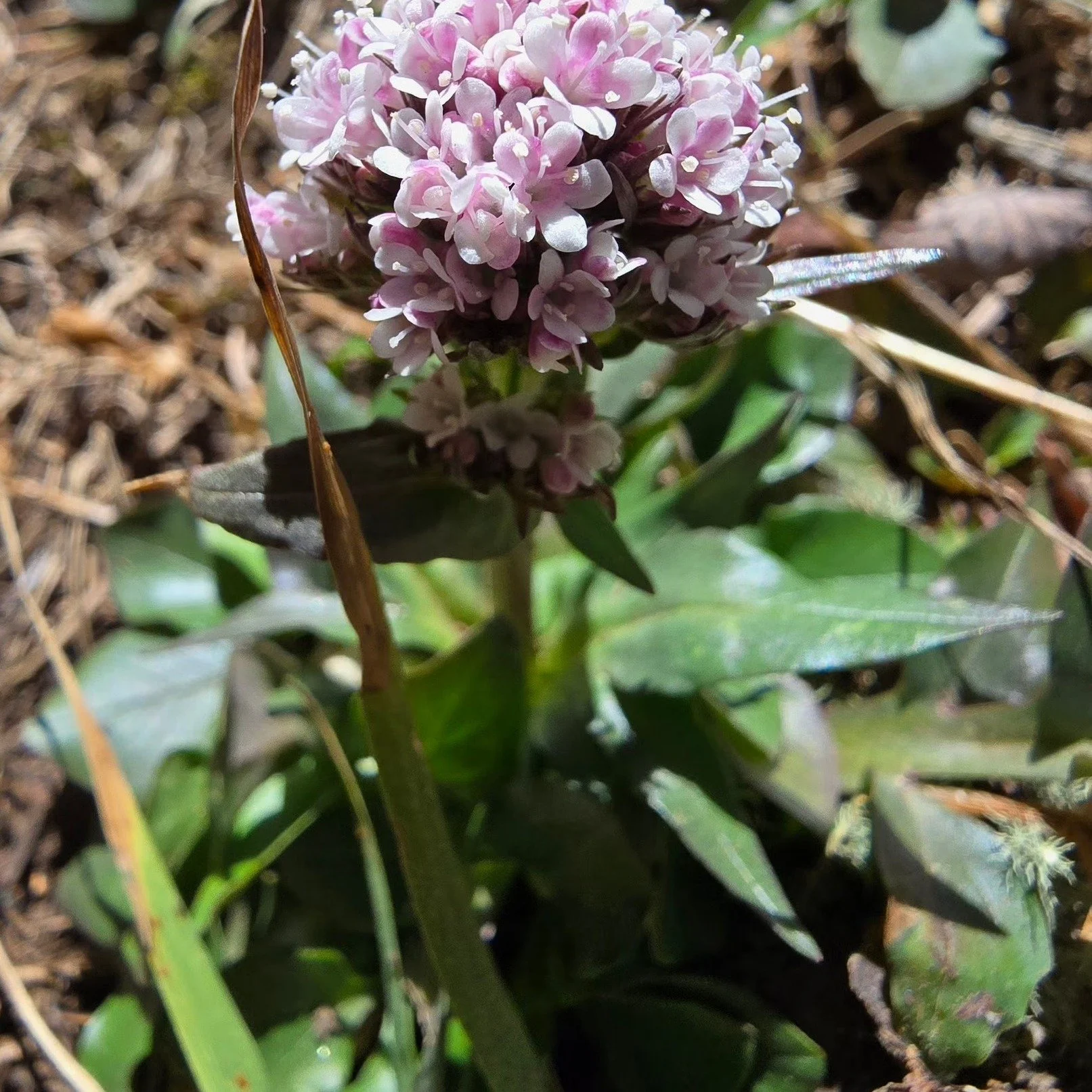 Chamisa-Winsor Trails Santa Fe led by NMMC Hike Trip Leader Jon M. #nmmc #nmexploring #nmhikeaholic #nmhikingtrails #nmhikes #nmtruebeauty #nmtrueskies #nmtrue❤ #nmhikingclub #nmhiking #nmtrue #nmmountainclub #nmhikingadventures #nmhikinggroup #nmadv