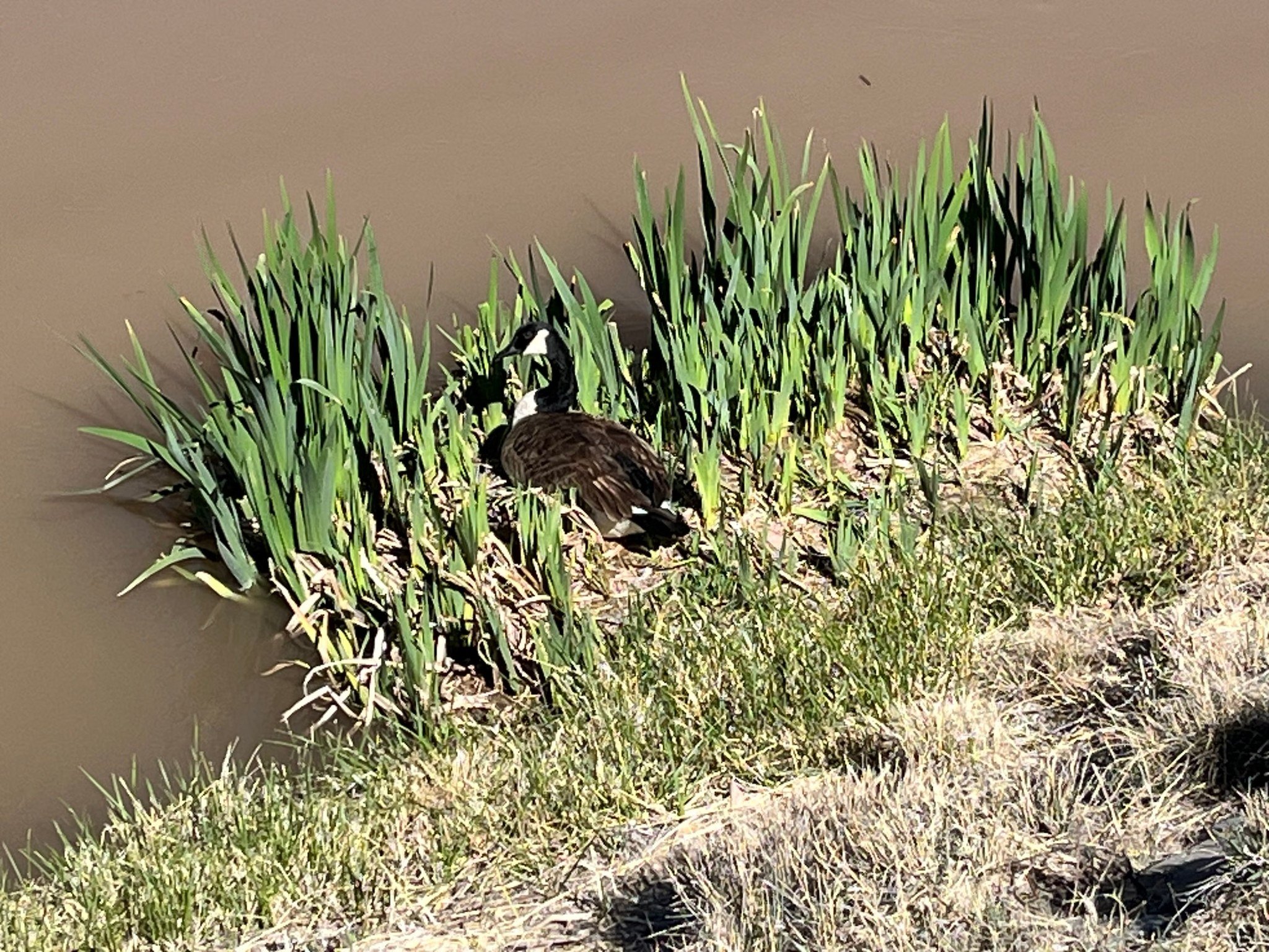 Bosque Biosphere Blooms Butterflies and Birds led by NMMC Hike Trip Leader Jon M. #nmmc #nmexploring #nmhikeaholic #nmhikingtrails #nmhikes #nmtruebeauty #nmtrueskies #nmtrue❤ #nmhikingclub #nmhiking #nmtrue #nmmountainclub #nmhikingadventures #nmadv