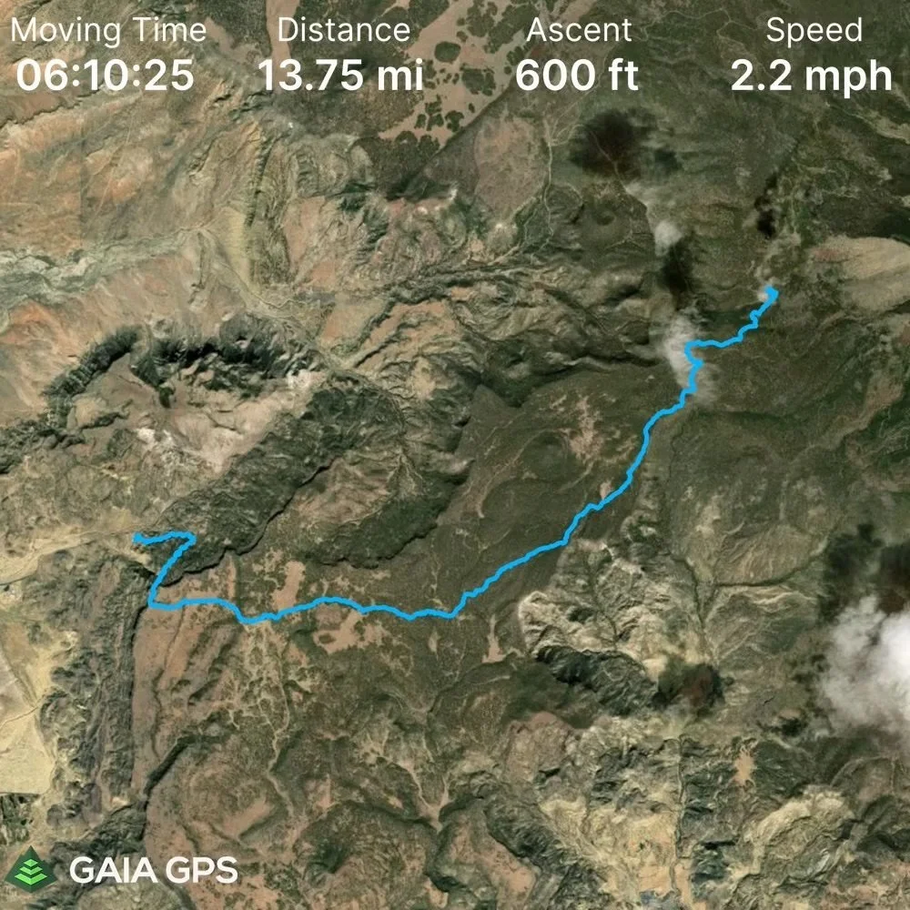 Forest Bathing on the Cont. Divide Trail, Class 2, 12.5 miles hosted by  NMMC Hike Trip Leader  #nmmc #nmexploring #nmhikeaholic #nmhikingtrails #nmhikingclub #nmhiking #nmmountainclub Jennnifer B.