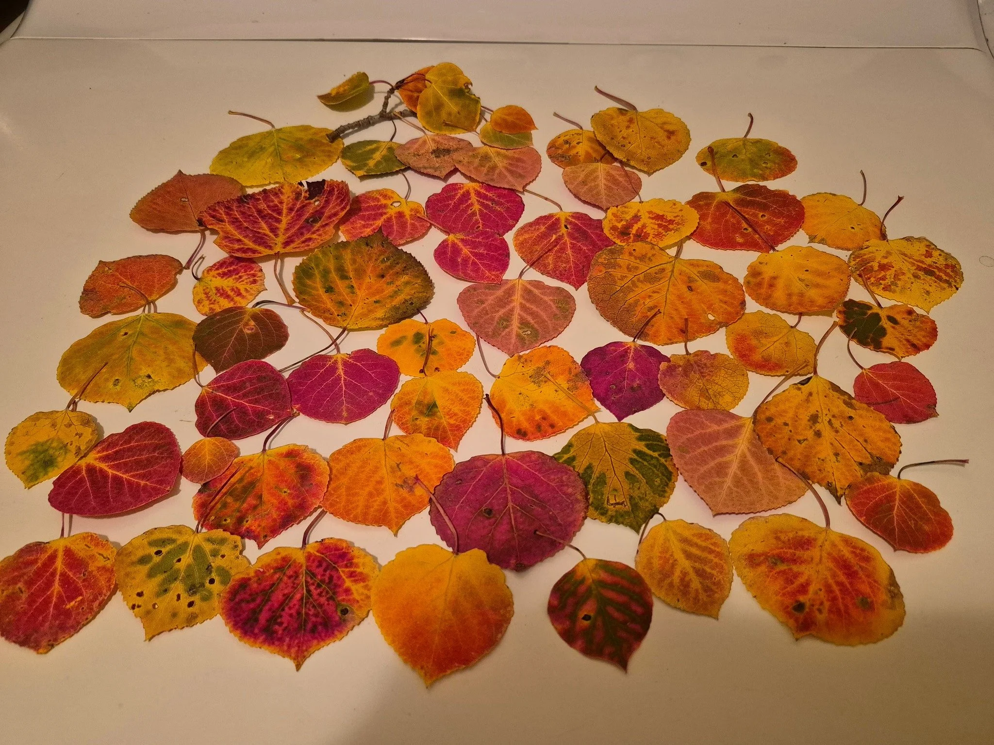 GET YOUR FALL COLOR FIX ON Aspen Vista Trail, Santa Fe! Class 1+/2 hosted by NMMC Hike Trip Leader Terri #nmmc #nmexploring #nmhikeaholic #nmtruebeauty #nmtrue❤
