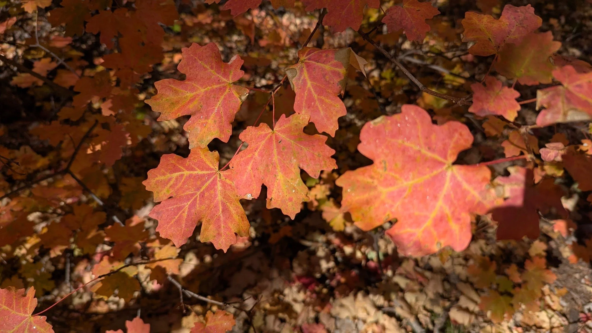 Albuquerque Trail - Manzanos - Fall Colors Hike - Class 2 hosted by NMMC Hike Leader David S #nmmc #nmexploring #nmhikingtrails #nmtruebeauty #nmtrue❤ #nmhikingclub