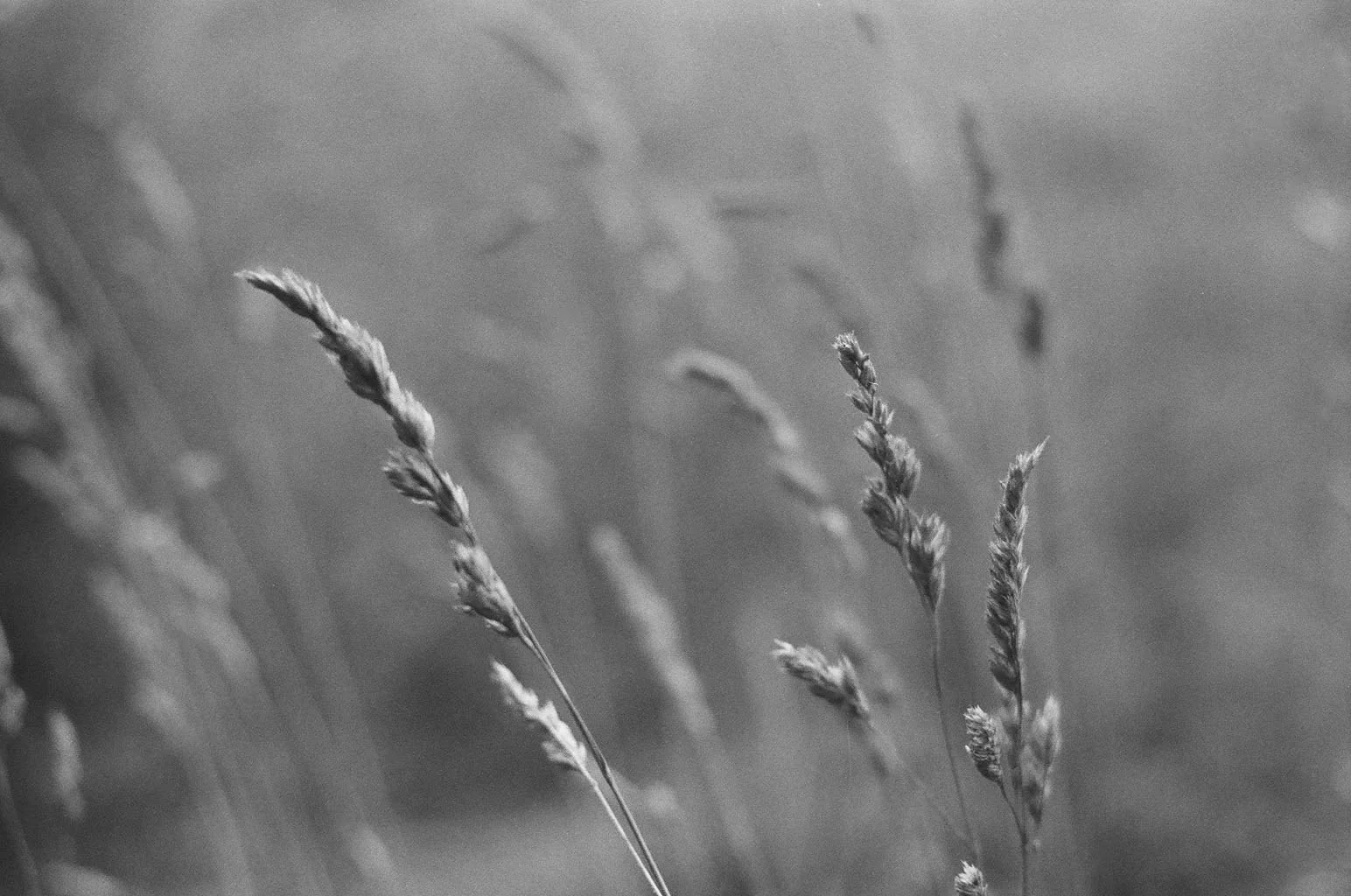 PSD wheat.jpg