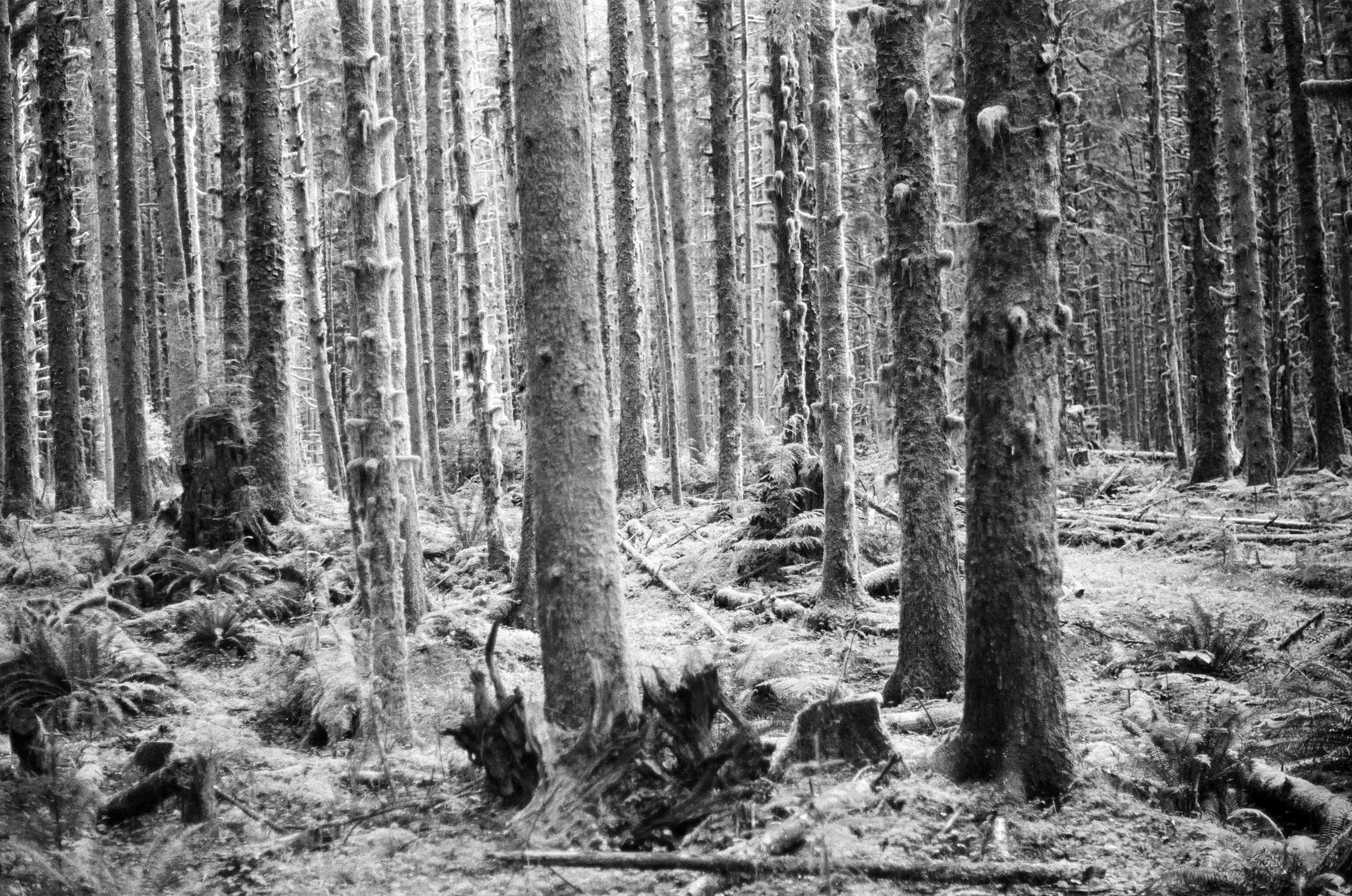 Moss forest.jpg