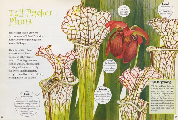 pitcherplants580px.jpg