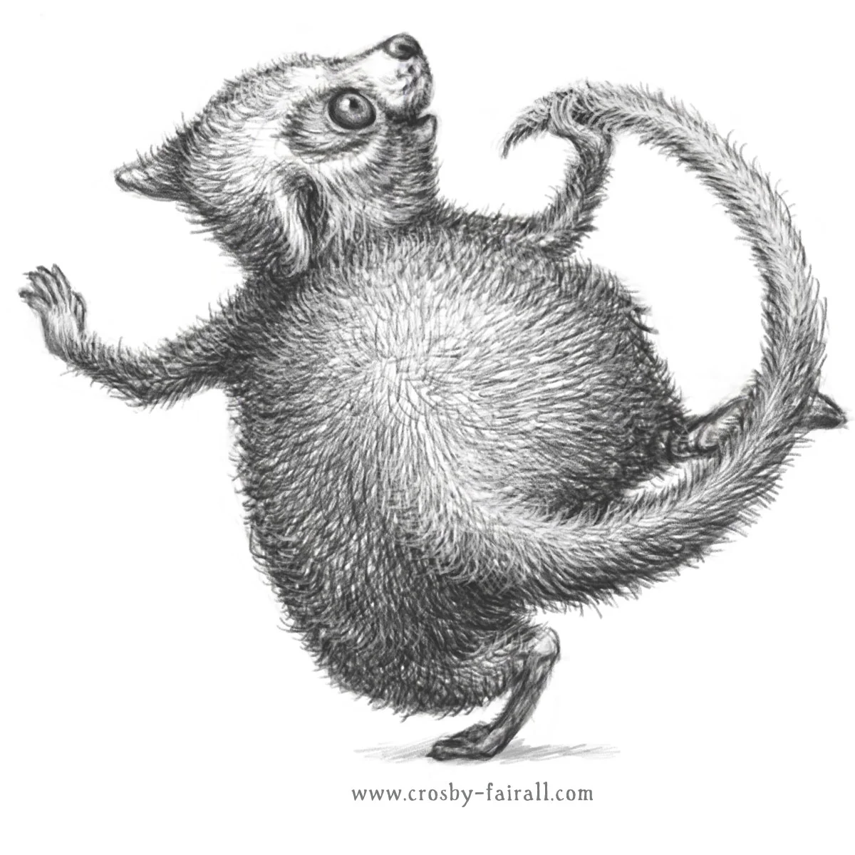 PossumFacebook2.jpg