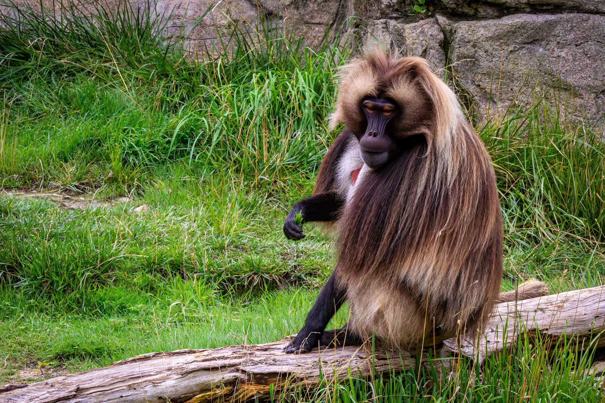 Geleda Baboon