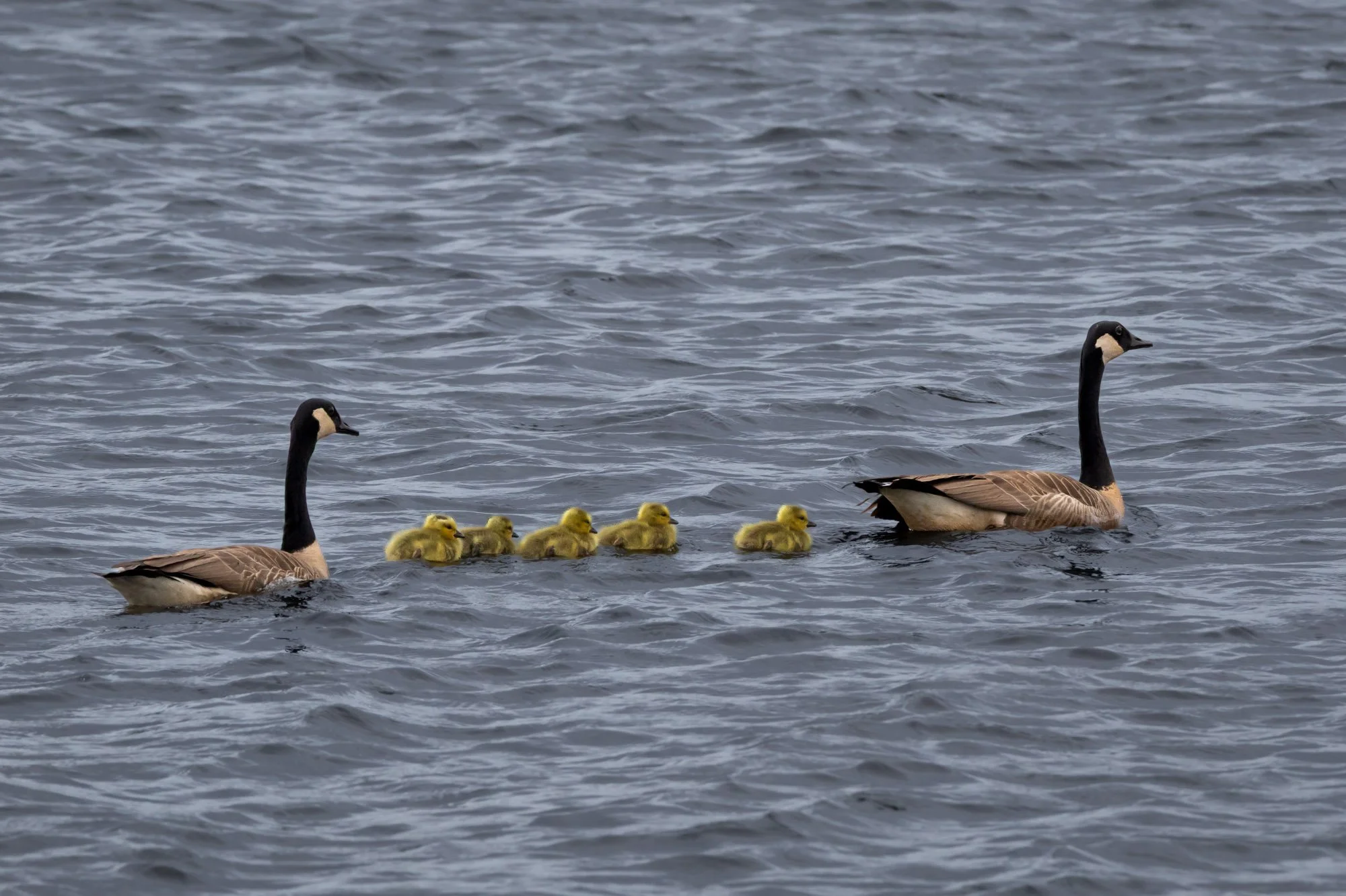 Canadian Geese family