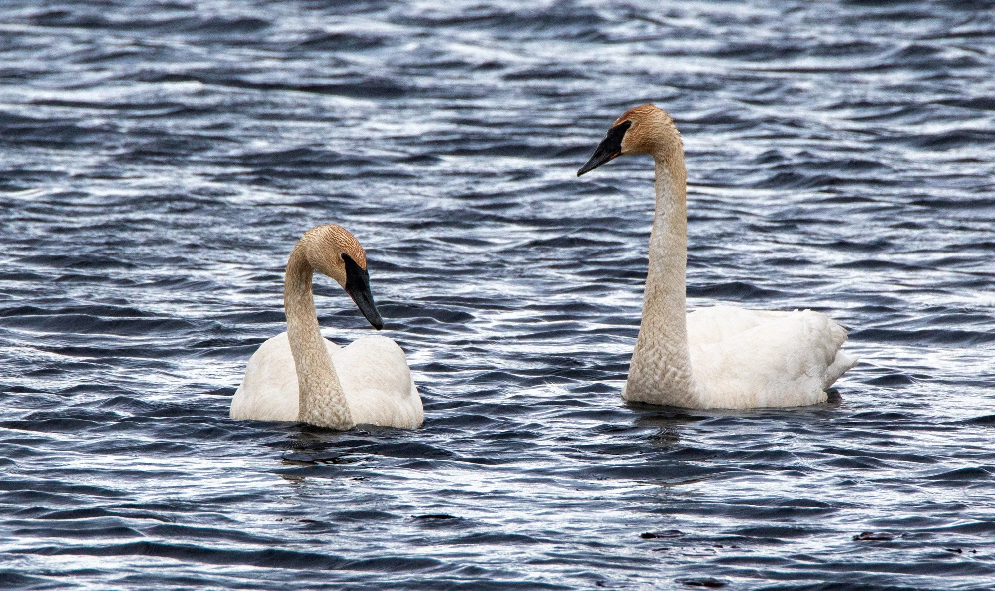 Trumpeter Swan pair