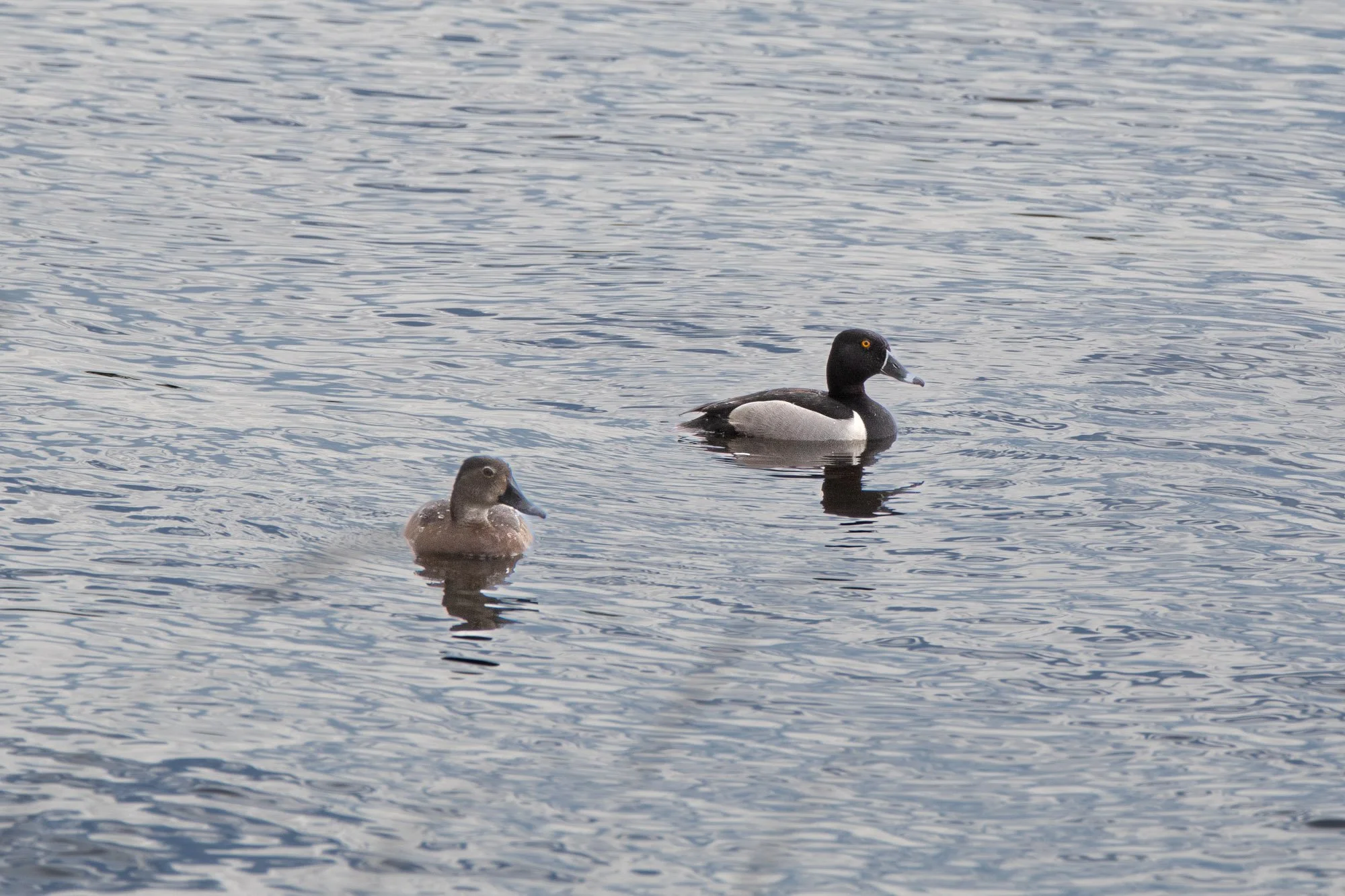 Ring-necked Ducks
