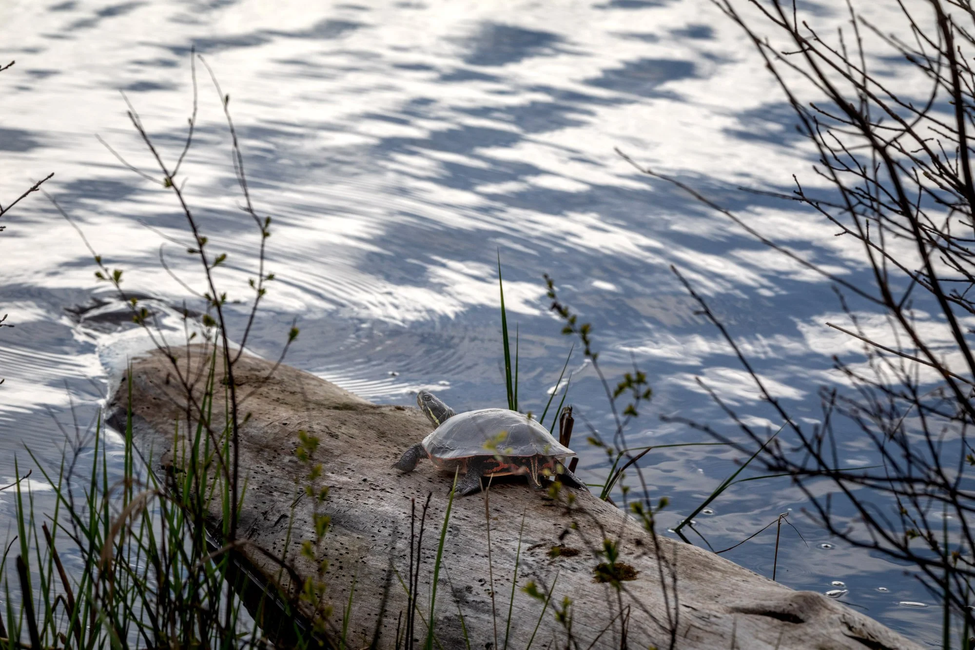 Midland Painted Turtle