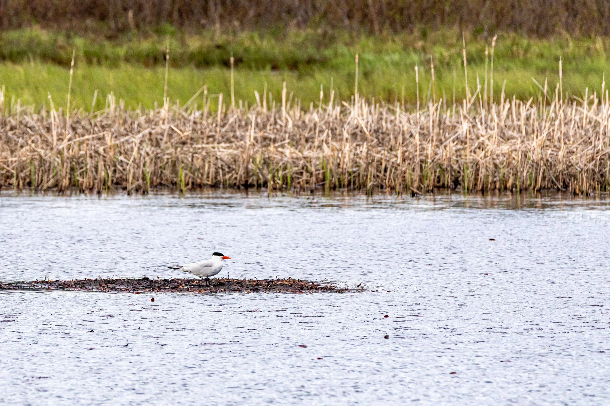 Caspian Tern