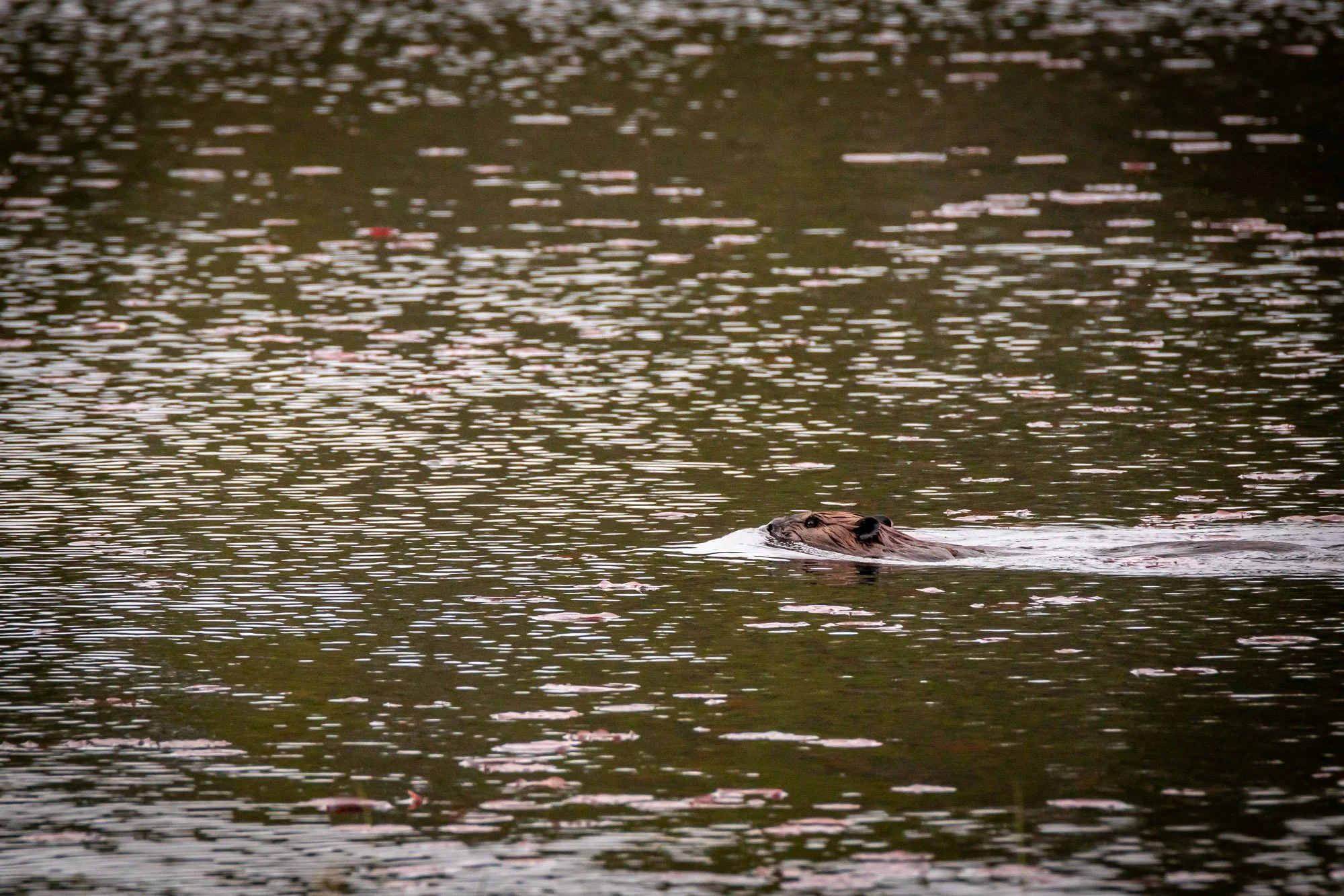 North American Beaver