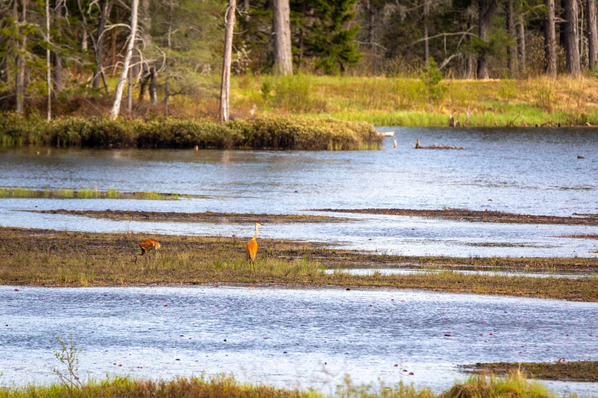 Sandhill Cranes