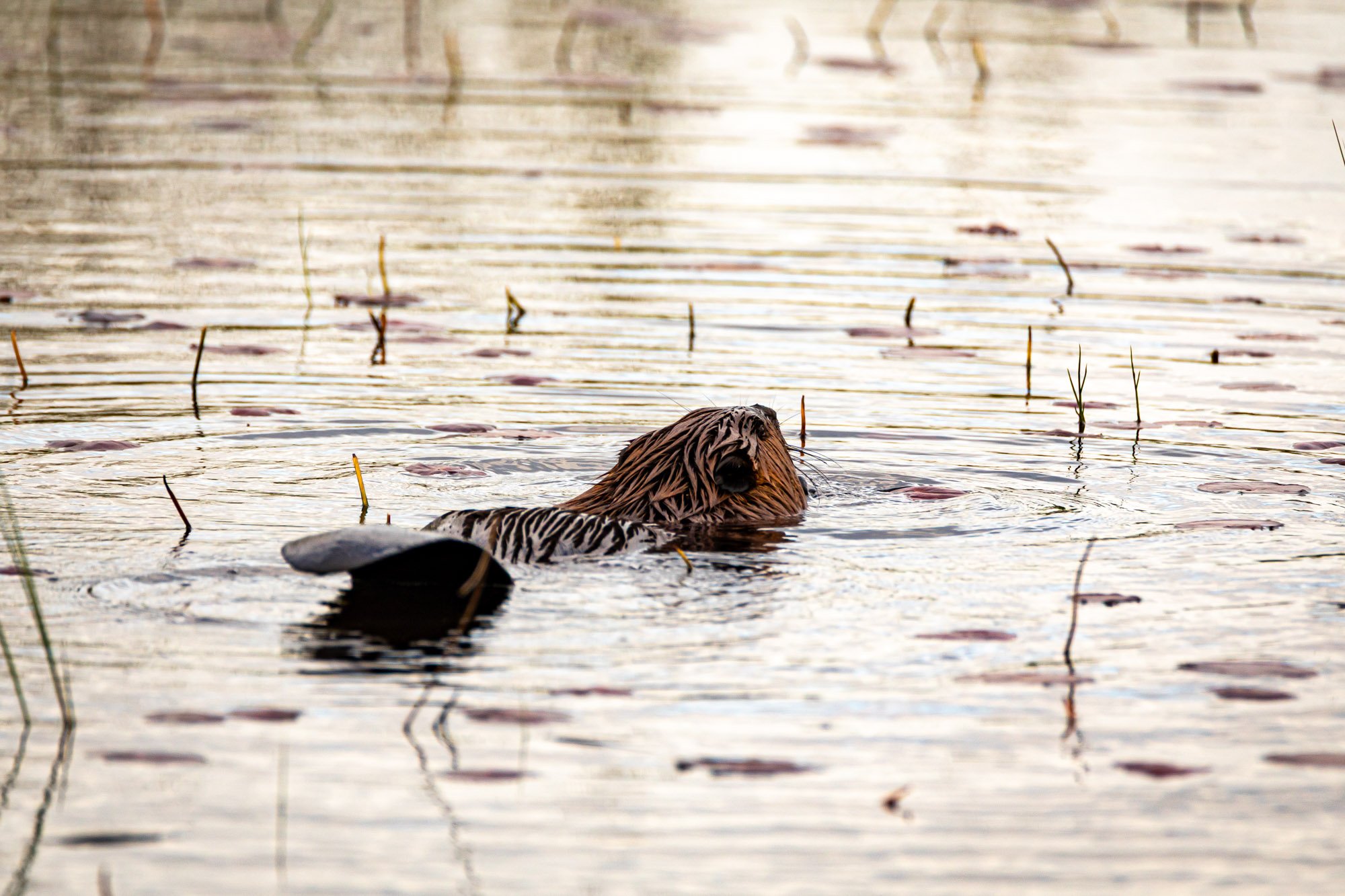 North American Beaver