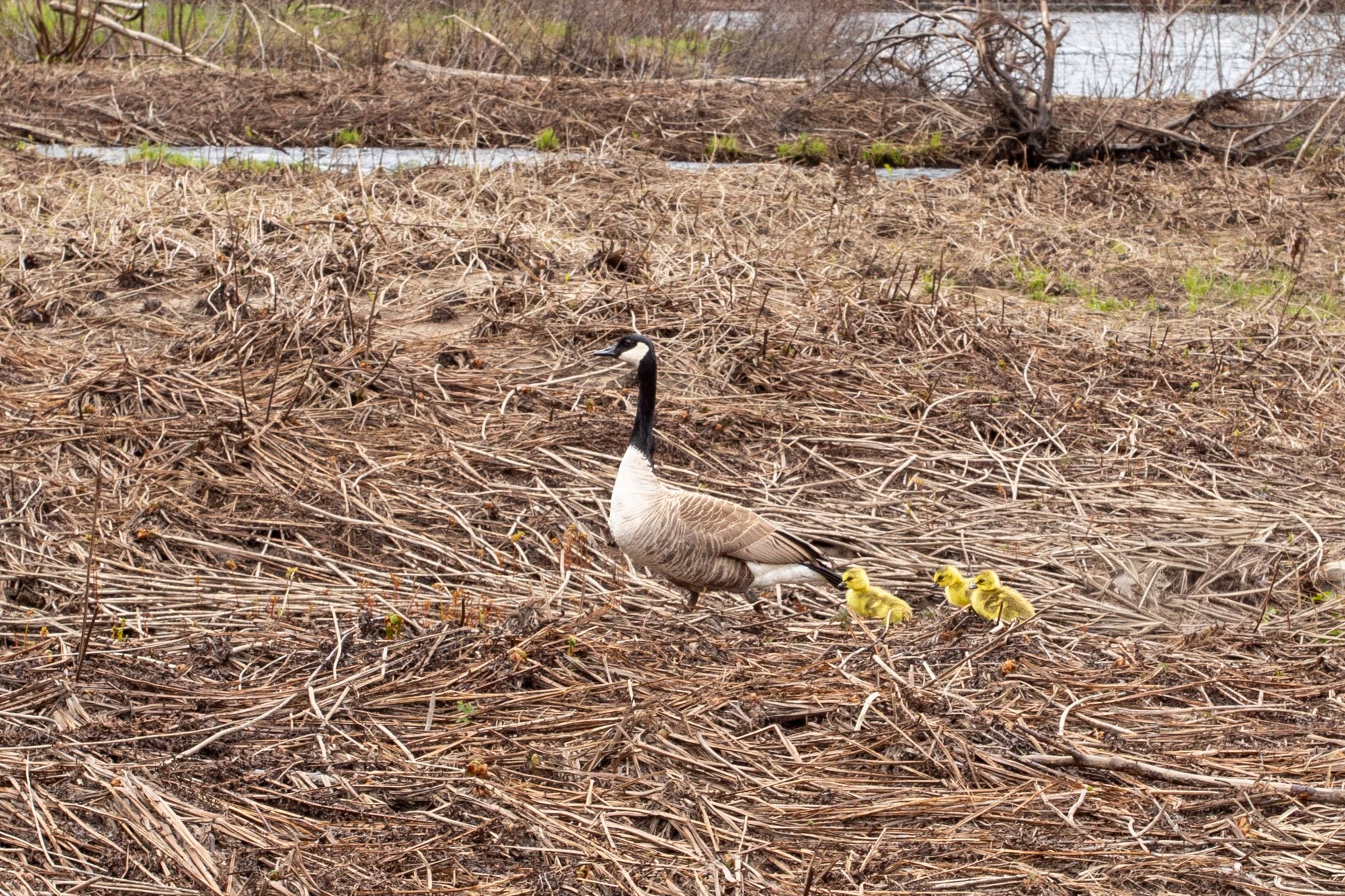 Canadian Goose and goslings