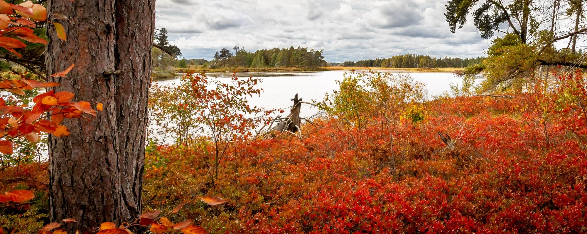 Seney NWR-31.jpg