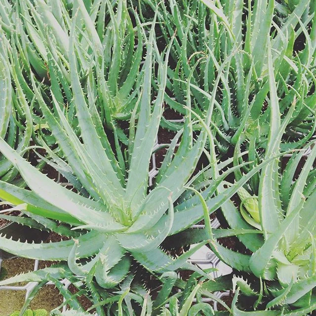 Getting wild this weekend #verawild #aloeverything