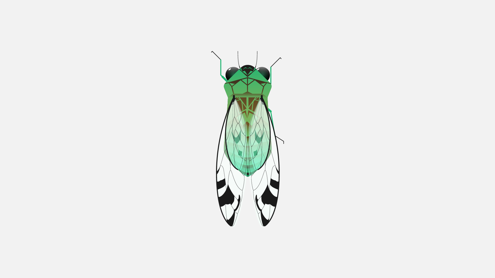 cicada_001-01.png