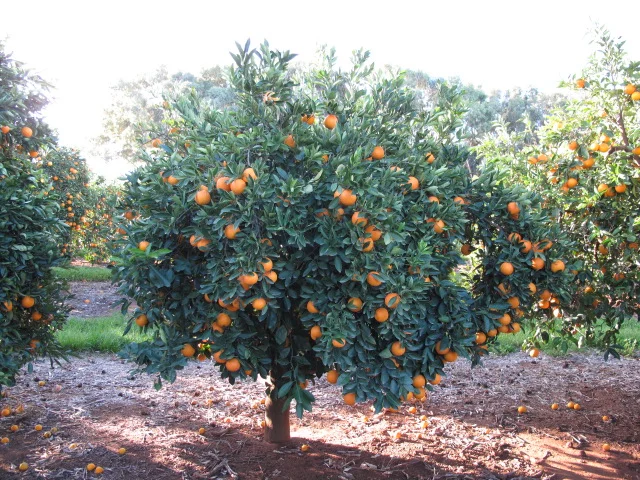  Navel orange tree. 