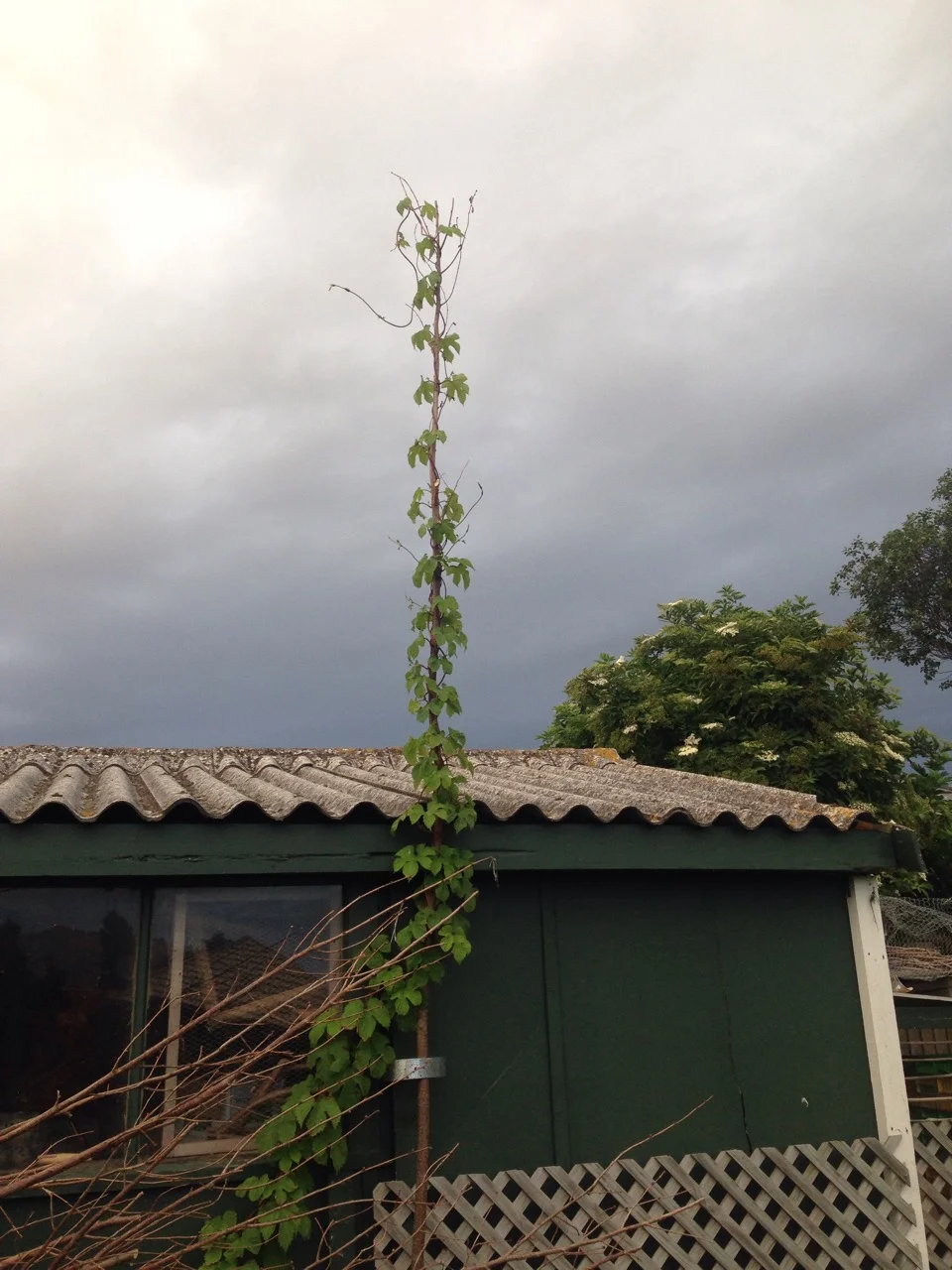Hops growing in the home orchard.