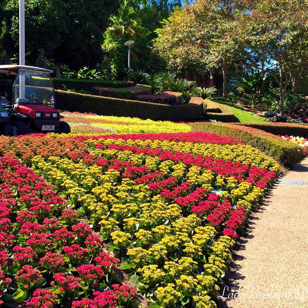 Precision planting at Roma Street Parkland.