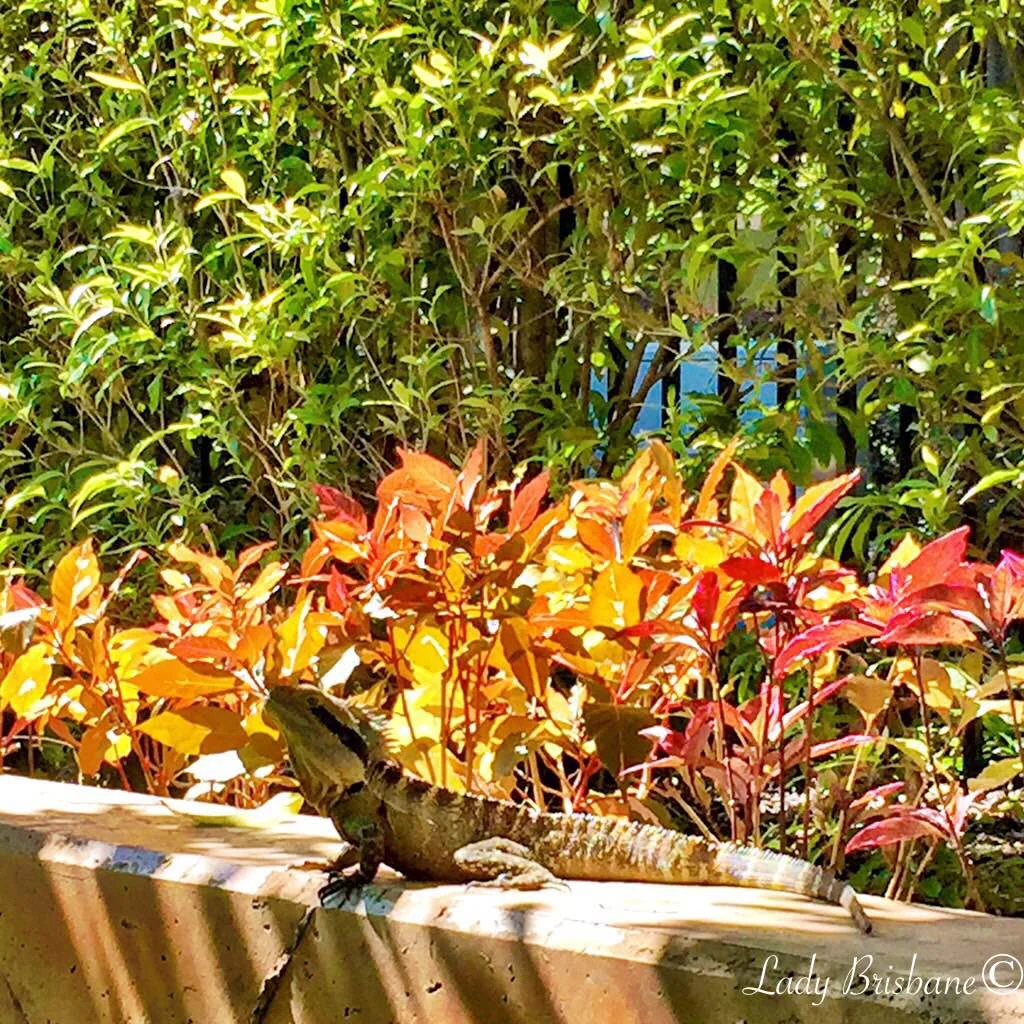 A water dragon basking in the sunshine.
