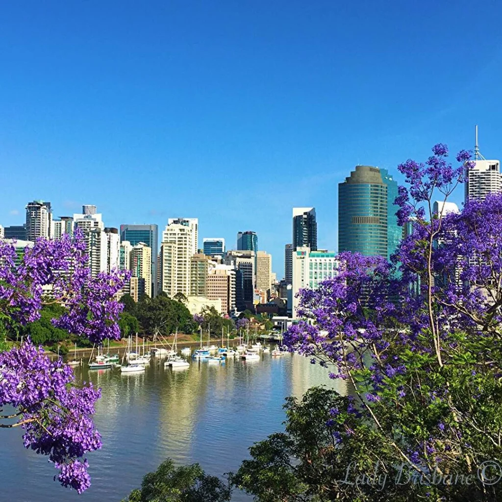jacarandacity-1024x1024.jpg