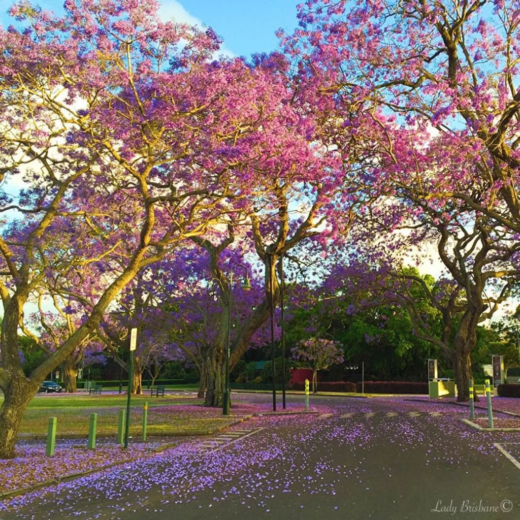 jacarandanewfarmpark-1024x1024.jpg