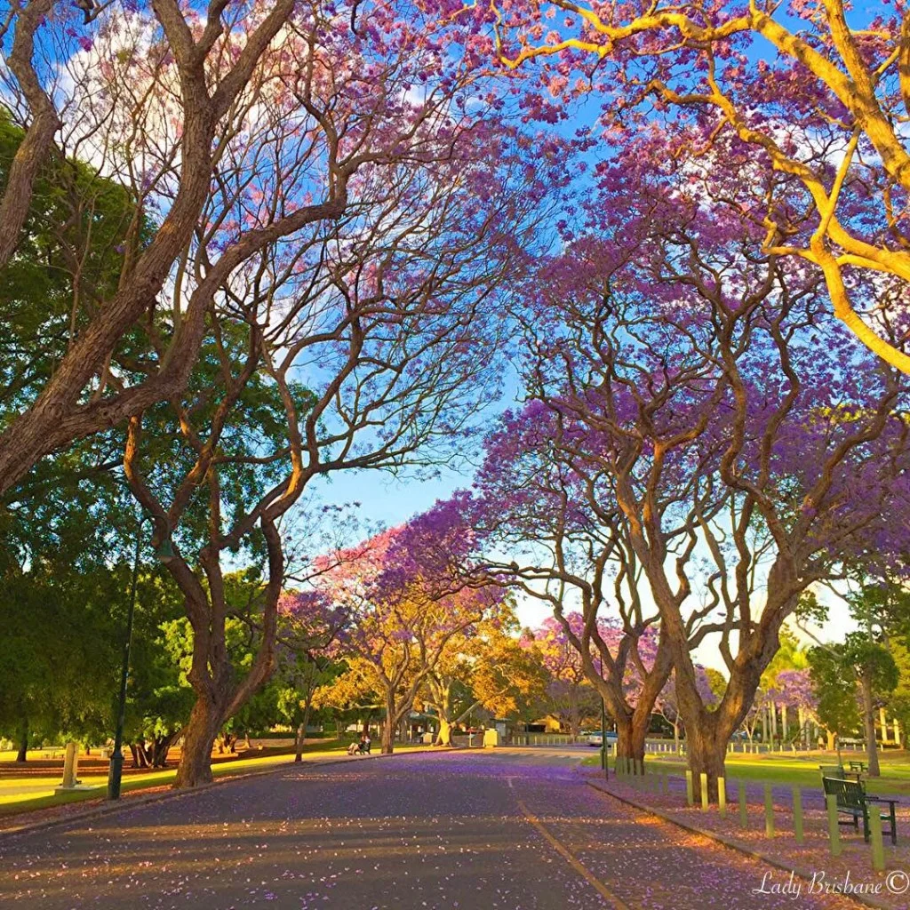 jacarandanewfarmpark2-1024x1024.jpg