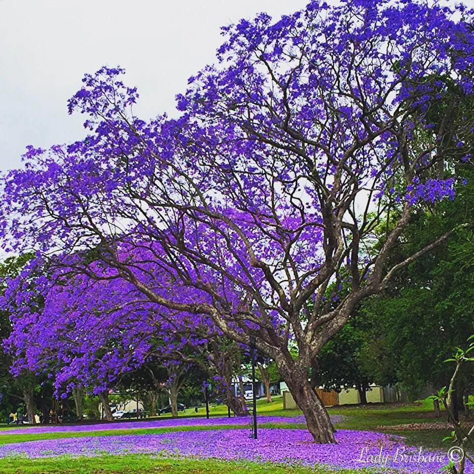 Fairfield Park