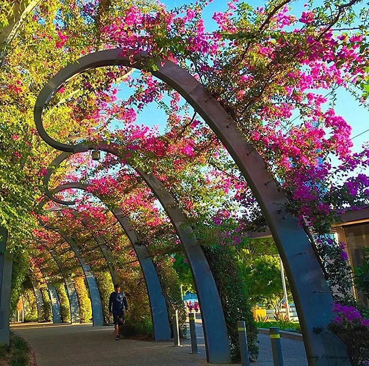 The Arbour at South Bank Parklands 