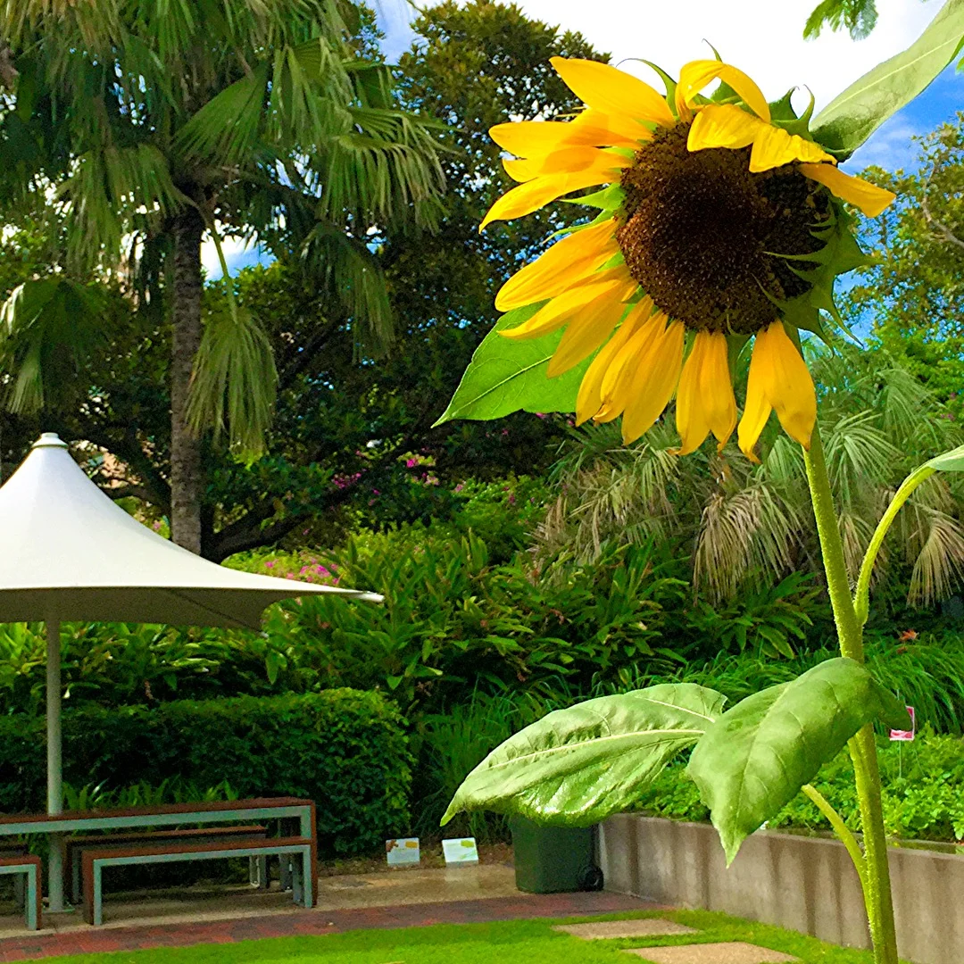 Sunflowers