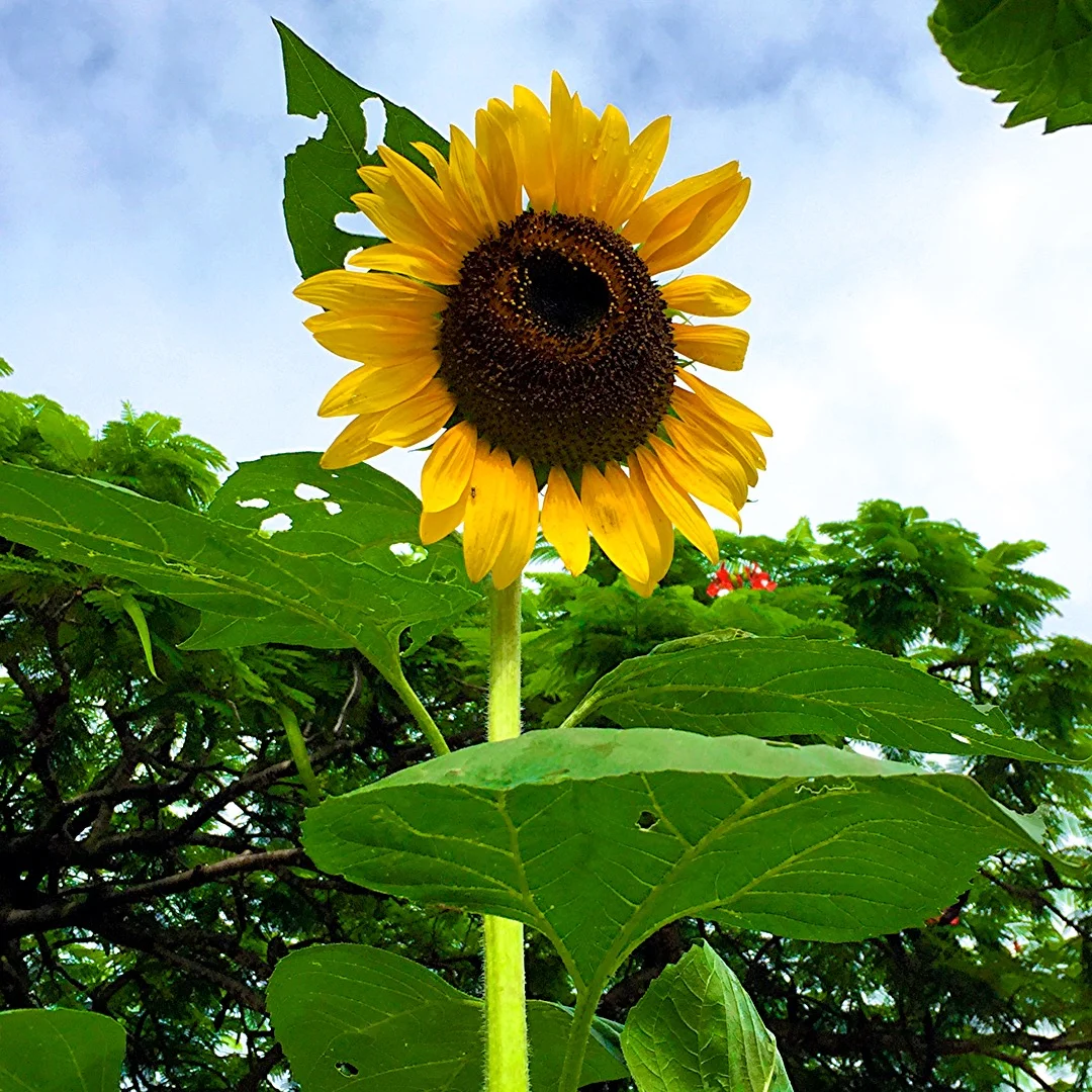 Sunflowers