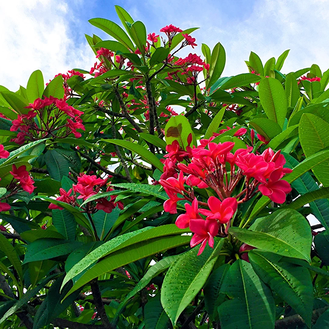 Frangipani