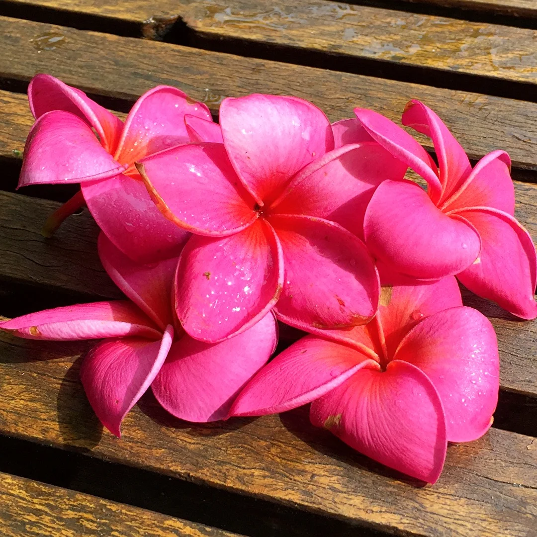 Frangipanis