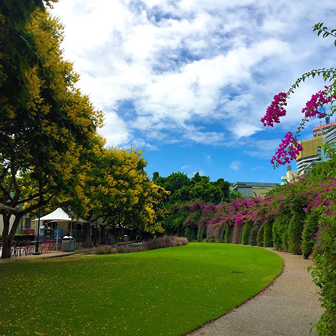Cassia trees