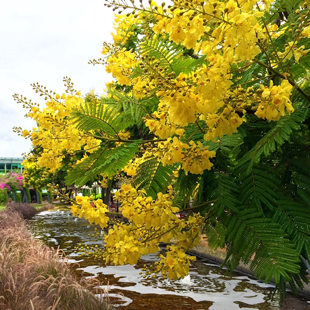 Cassia flowers