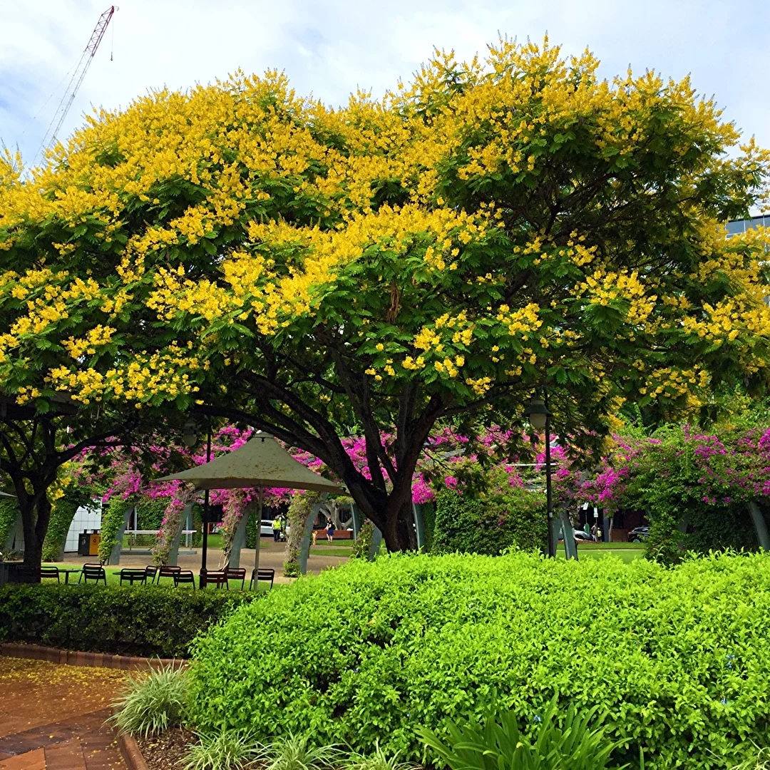 Cassia trees